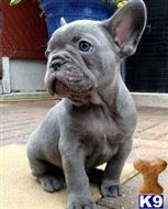 french bulldog puppy posted by ekane Beasley
